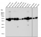 Anti-ALDH2 Rabbit Monoclonal Antibody